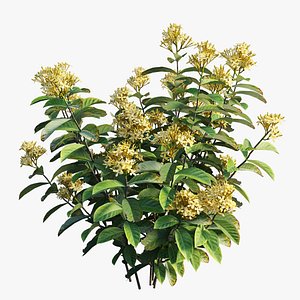 Ixora plant set 04