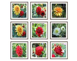 3D pictures flowers photo