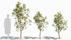 Sambucus tree model