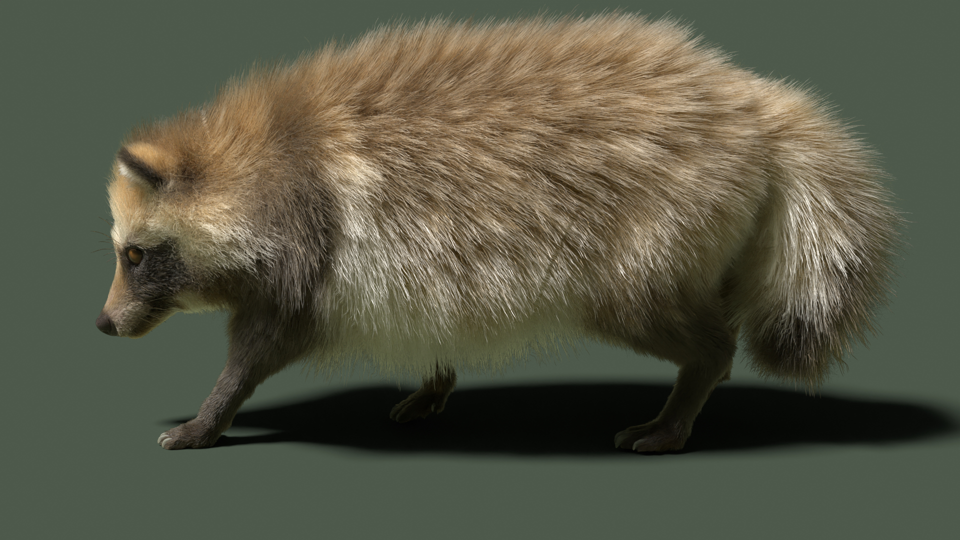 3D Model Raccoon Dog - TurboSquid 2127604