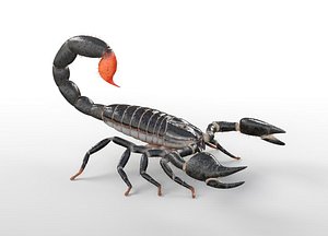 Scorpion Rigged