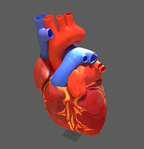 Human Heart anatomy Lowpoly Ar VR mobile