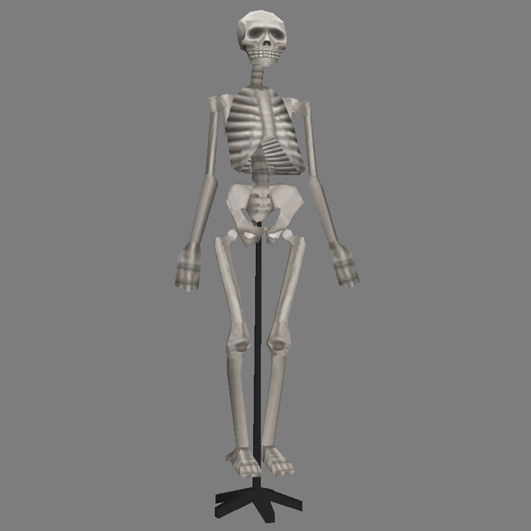 Human Skeleton - 3d Max