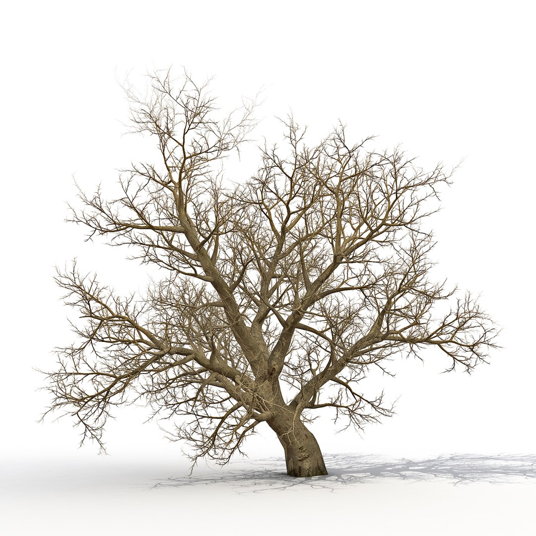 Old Red Maple Tree Winter 3D Model 3D model preview