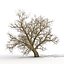 Old Red Maple Tree Winter Modèle 3D