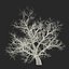 Old Red Maple Tree Winter Modèle 3D