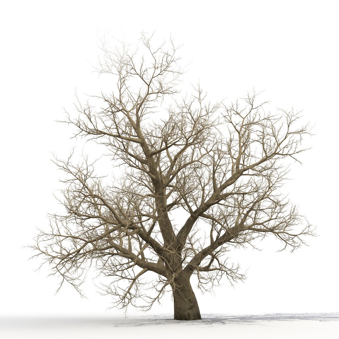 old red maple tree 3ds https://p.turbosquid.com/ts-thumb/ZM/IsUABV/9oVwNdES/oldredmapletreewinter3dmodel07/jpg/1444393158/1920x1080/fit_q87/58cad3334586a1436f062b97462d5058b064b57b/oldredmapletreewinter3dmodel07.jpg