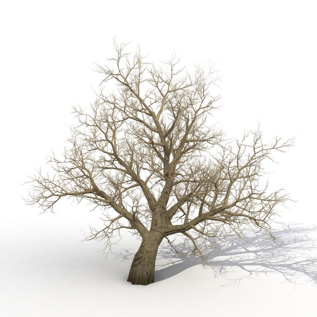 old red maple tree 3ds https://p.turbosquid.com/ts-thumb/ZM/IsUABV/EdkqtXsk/oldredmapletreewinter3dmodel04/jpg/1444393158/1920x1080/fit_q87/c16073c95f6f63290a51750e9ef61b8fe66a975b/oldredmapletreewinter3dmodel04.jpg