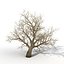 Old Red Maple Tree Winter Modèle 3D