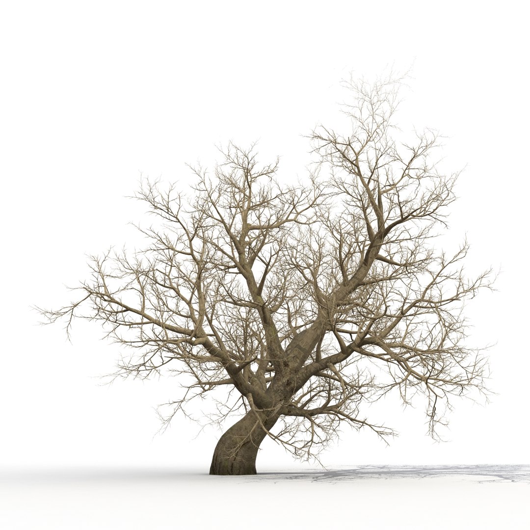 old red maple tree 3ds https://p.turbosquid.com/ts-thumb/ZM/IsUABV/GDjxuZbu/oldredmapletreewinter3dmodel05/jpg/1444393158/1920x1080/fit_q87/ccd254ebc75914a2cb53b897b90c85b4da51d62b/oldredmapletreewinter3dmodel05.jpg