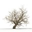 Old Red Maple Tree Winter Modèle 3D