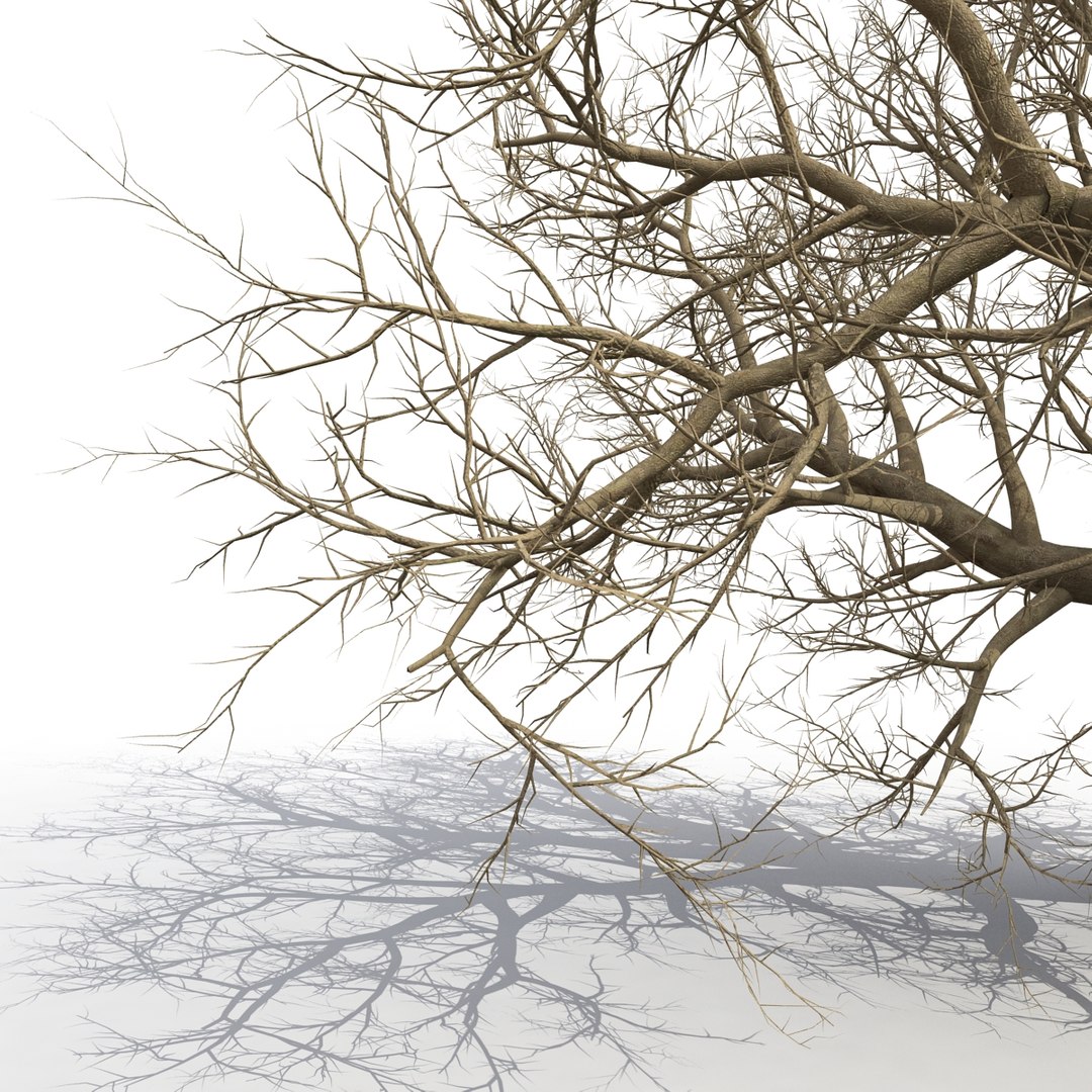 old red maple tree 3ds https://p.turbosquid.com/ts-thumb/ZM/IsUABV/GNBnfSoT/oldredmapletreewinter3dmodel14/jpg/1444393158/1920x1080/fit_q87/1cd80f372b18c54ee7818082356a7e2e477bfbdb/oldredmapletreewinter3dmodel14.jpg