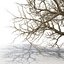 Old Red Maple Tree Winter Modèle 3D