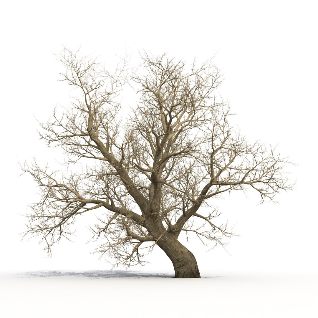 old red maple tree 3ds https://p.turbosquid.com/ts-thumb/ZM/IsUABV/IXBXMpyx/oldredmapletreewinter3dmodel08/jpg/1444393158/1920x1080/fit_q87/3d8c59be181129351dccc4c626d4053f7bc096aa/oldredmapletreewinter3dmodel08.jpg