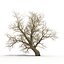 Old Red Maple Tree Winter Modèle 3D