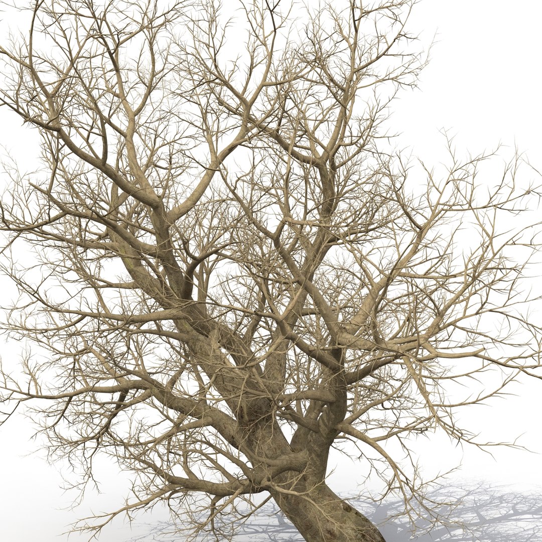old red maple tree 3ds https://p.turbosquid.com/ts-thumb/ZM/IsUABV/NupspDAm/oldredmapletreewinter3dmodel12/jpg/1444393158/1920x1080/fit_q87/96507d648fe3c8bd35eb29ce219bbddc9ac34059/oldredmapletreewinter3dmodel12.jpg