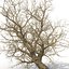Old Red Maple Tree Winter Modèle 3D