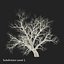 Old Red Maple Tree Winter Modèle 3D