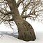 Old Red Maple Tree Winter Modèle 3D
