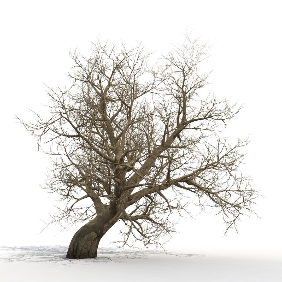 old red maple tree 3ds https://p.turbosquid.com/ts-thumb/ZM/IsUABV/UeTIRXQ0/oldredmapletreewinter3dmodel09/jpg/1444393158/1920x1080/fit_q87/097c70df5091d5a3209e3425a50f5cb59985f717/oldredmapletreewinter3dmodel09.jpg