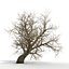Old Red Maple Tree Winter Modèle 3D