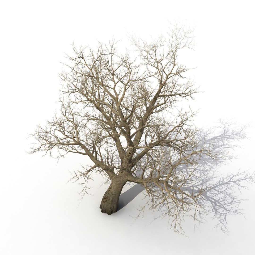 old red maple tree 3ds https://p.turbosquid.com/ts-thumb/ZM/IsUABV/VrE9YQvu/oldredmapletreewinter3dmodel10/jpg/1444393158/1920x1080/fit_q87/e1bc0662e14b4cc8ad8b4c1d12f31bdeb252547a/oldredmapletreewinter3dmodel10.jpg