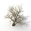 Old Red Maple Tree Winter Modèle 3D
