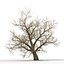 Old Red Maple Tree Winter Modèle 3D