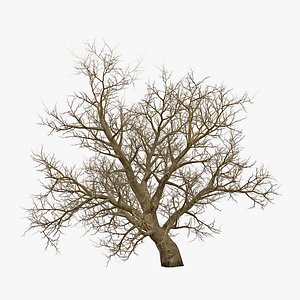 old red maple tree 3ds