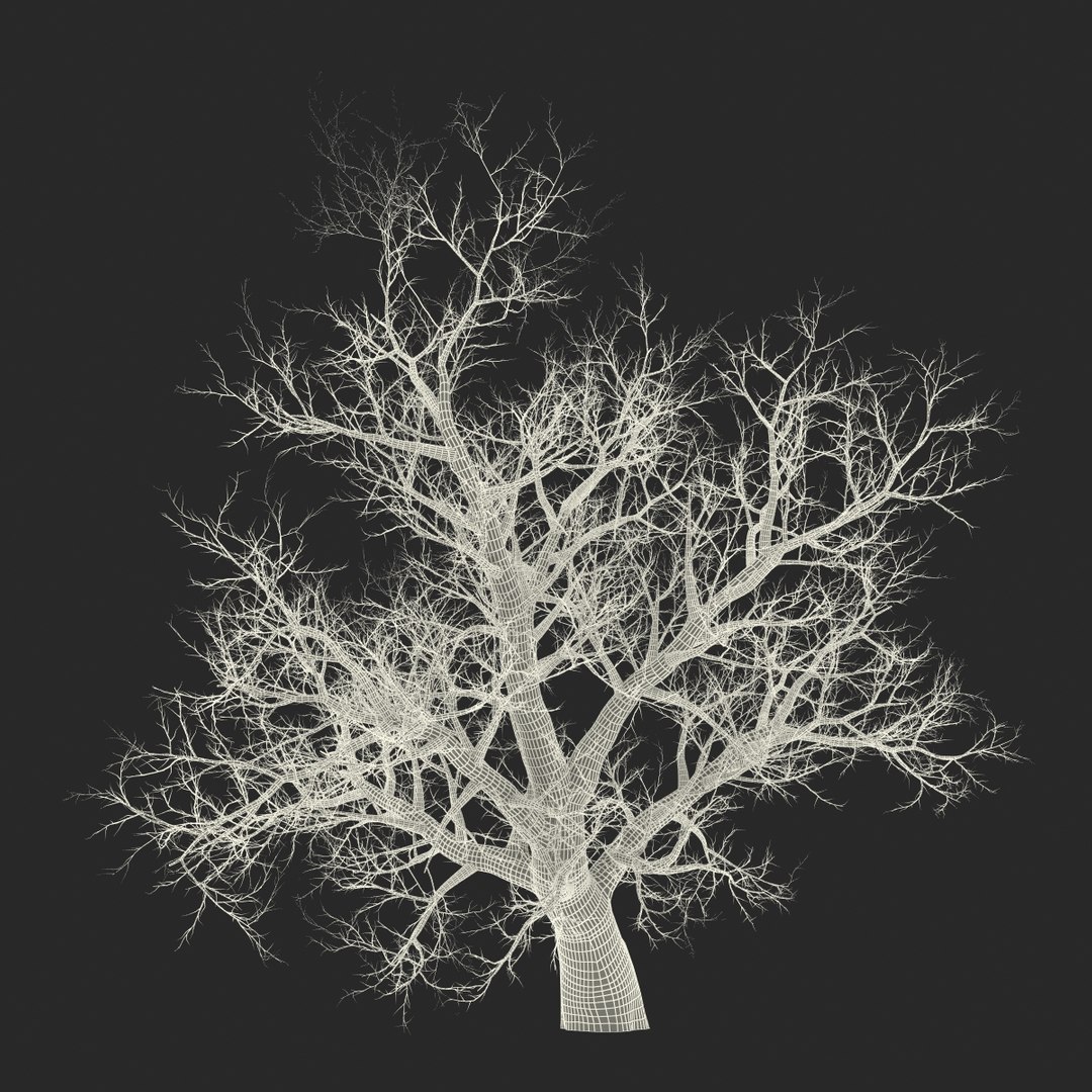 old red maple tree 3ds https://p.turbosquid.com/ts-thumb/ZM/IsUABV/qmOSb9bH/oldredmapletreewinter3dmodel26/jpg/1444393159/1920x1080/fit_q87/0f7a664fa5aeaf420b254fbc242b4bc504656e3b/oldredmapletreewinter3dmodel26.jpg