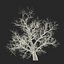 Old Red Maple Tree Winter Modèle 3D