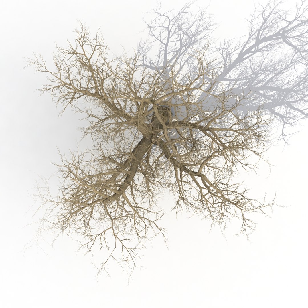old red maple tree 3ds https://p.turbosquid.com/ts-thumb/ZM/IsUABV/qrbqj5qp/oldredmapletreewinter3dmodel06/jpg/1444393158/1920x1080/fit_q87/1f28167d45247556a3cb81fb4cd757d370cd74b8/oldredmapletreewinter3dmodel06.jpg