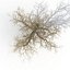 Old Red Maple Tree Winter Modèle 3D