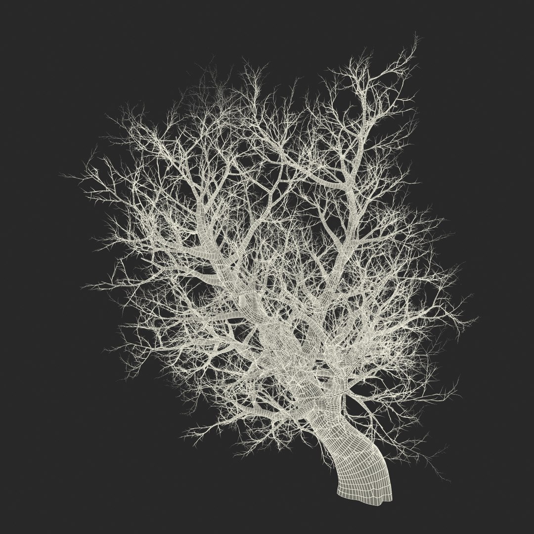 old red maple tree 3ds https://p.turbosquid.com/ts-thumb/ZM/IsUABV/vv19i0mm/oldredmapletreewinter3dmodel22/jpg/1444393159/1920x1080/fit_q87/5ab44065027c5b99ac35b657516a20dc69a81e95/oldredmapletreewinter3dmodel22.jpg