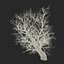 Old Red Maple Tree Winter Modèle 3D