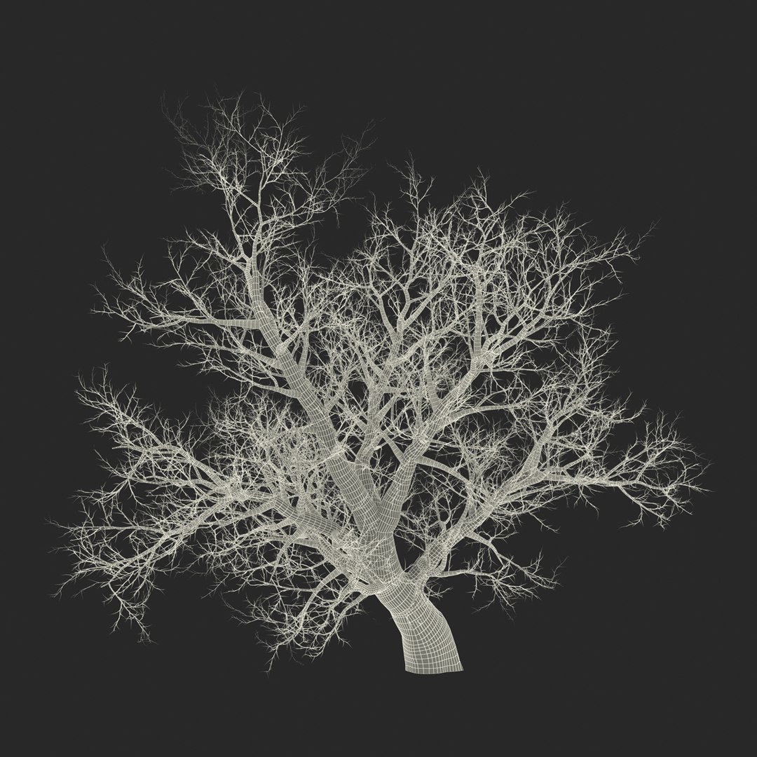 old red maple tree 3ds https://p.turbosquid.com/ts-thumb/ZM/IsUABV/y7N1nhgQ/oldredmapletreewinter3dmodel20/jpg/1444393159/1920x1080/fit_q87/fe3f8fec3d4b3ae3894feab45fe6356e3ebadaf0/oldredmapletreewinter3dmodel20.jpg