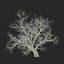 Old Red Maple Tree Winter Modèle 3D