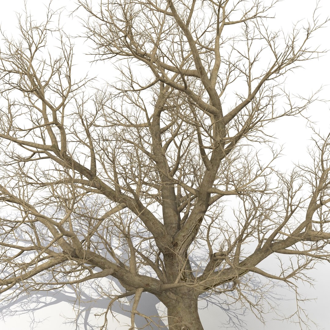 old red maple tree 3ds https://p.turbosquid.com/ts-thumb/ZM/IsUABV/y7Y1clzS/oldredmapletreewinter3dmodel13/jpg/1444393158/1920x1080/fit_q87/3f70a095dbf5a8b030894319ff324cbfb3ded629/oldredmapletreewinter3dmodel13.jpg