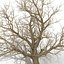 Old Red Maple Tree Winter Modèle 3D