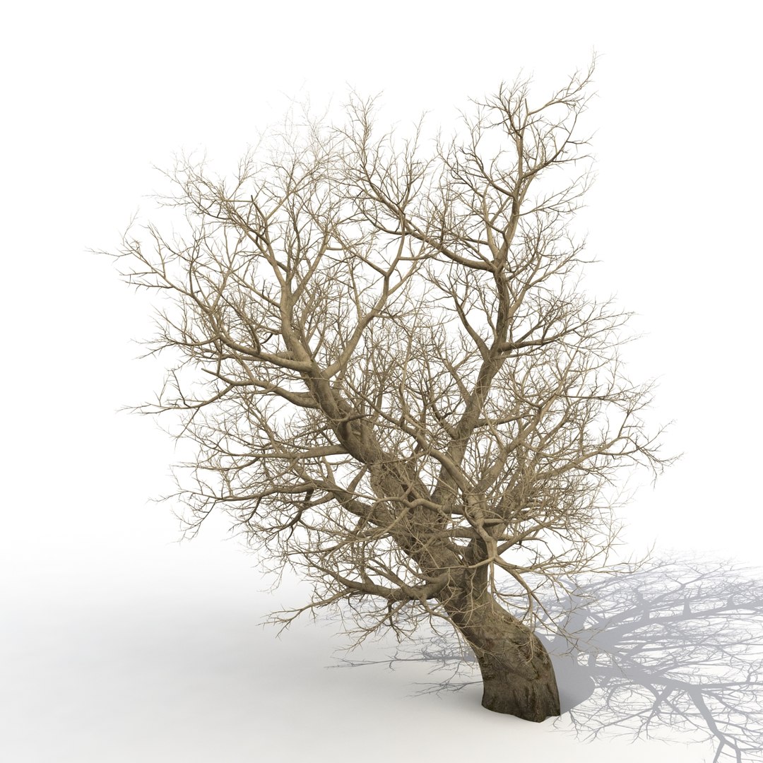 old red maple tree 3ds https://p.turbosquid.com/ts-thumb/ZM/IsUABV/zxdKUU1d/oldredmapletreewinter3dmodel03/jpg/1444393158/1920x1080/fit_q87/c0c6fa7deeceb367a837d4ed0fe13a19a8bc85a3/oldredmapletreewinter3dmodel03.jpg