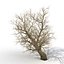 Old Red Maple Tree Winter Modèle 3D