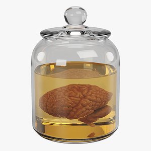 3D Brain in Jar model