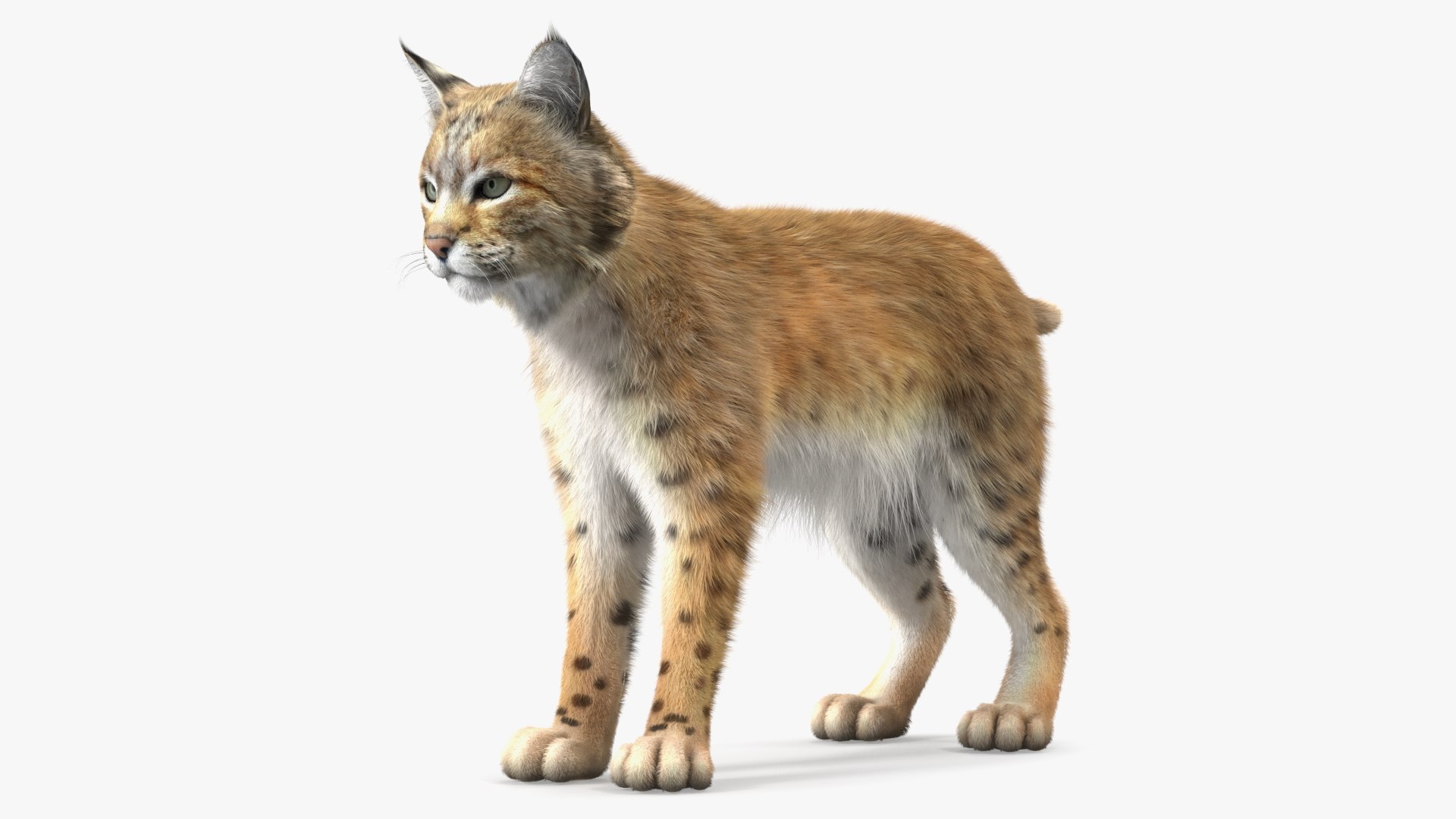 Bobcat Fur Rigged 3D model preview