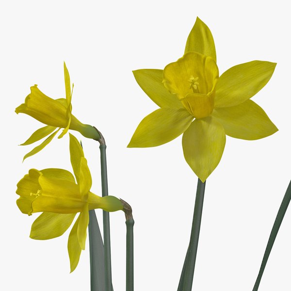 daffodil flowers 3ds
