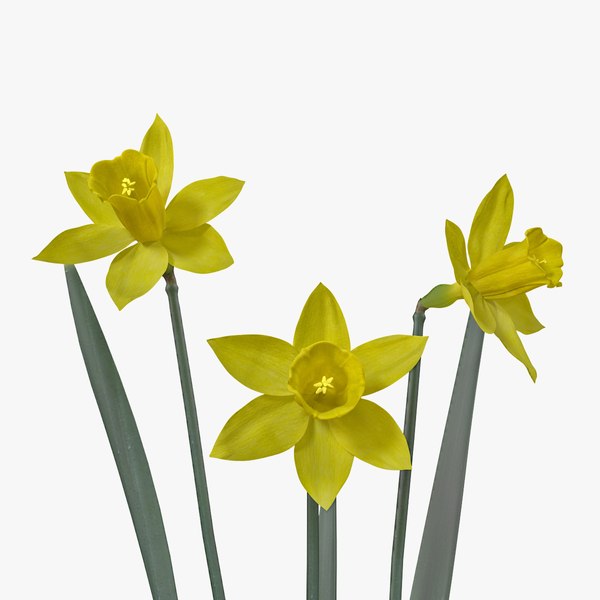 daffodil flowers 3ds