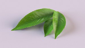 Tea leaf