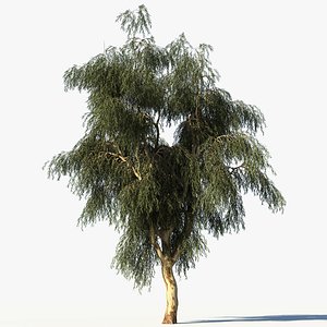 3d model eucalyptus tree