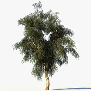 Eucalyptus Tree