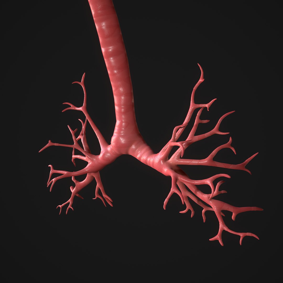 3D Human Lungs Model - TurboSquid 1647223