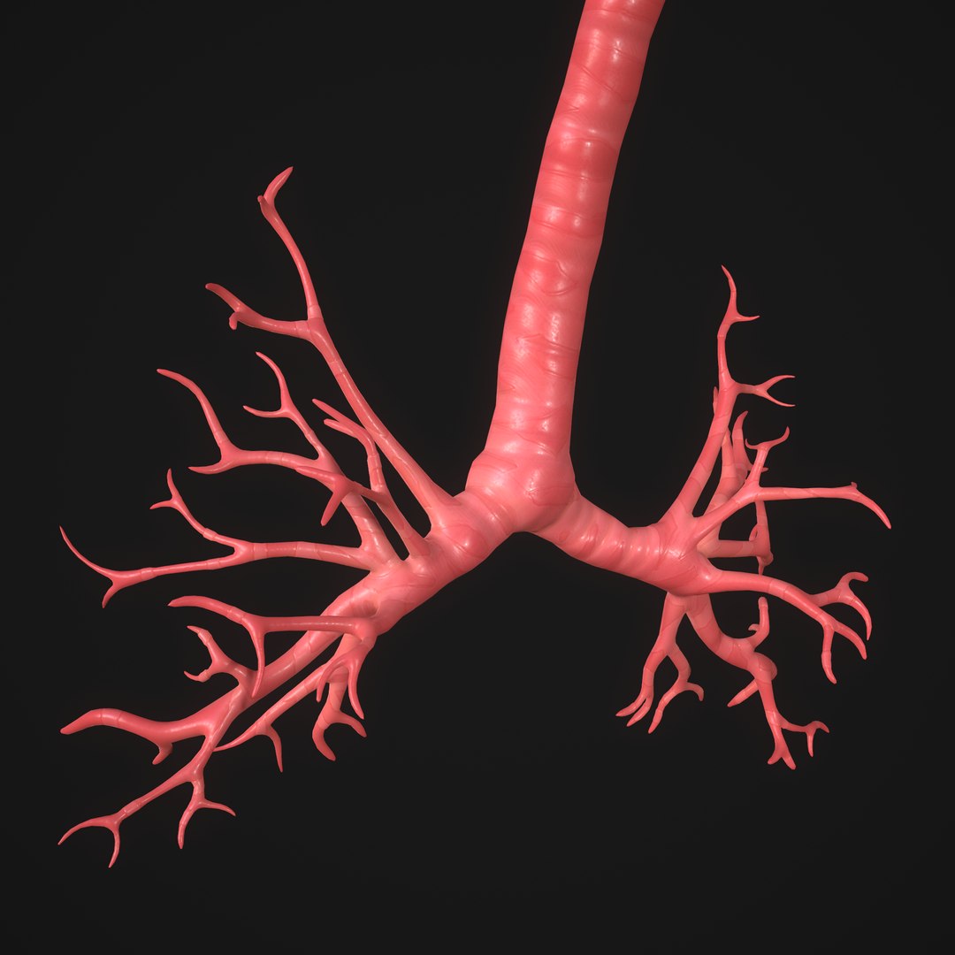 3D Human Lungs Model - TurboSquid 1647223